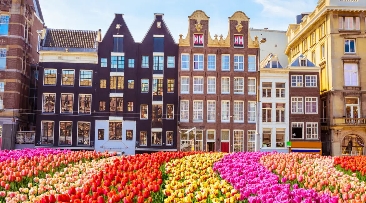 Hollanda'da Çiçekler Tehdit Altında